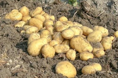 广东恩平市的特产,恩平烧饼令人百吃不厌