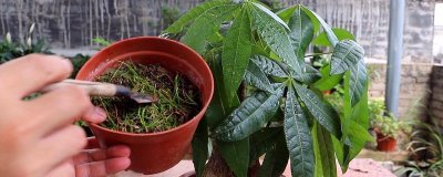 栽植发财树要注意什么,移栽前要剪除被压断的须根
