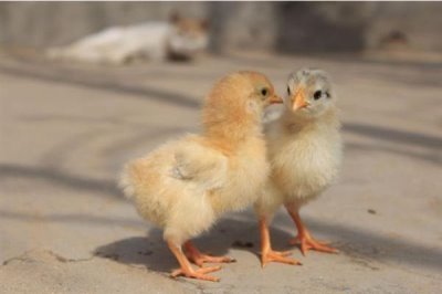 雏鸡采食量低的原因及解决办法,可能是育雏温度不佳或水质的原因