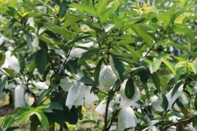 番石榴的种植方法,施肥时建议增施有机肥