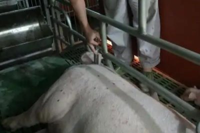 母猪产后不吃食怎么办，根据实际情况采取对应措施