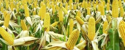 海禾超玉99玉米种子介绍,适宜播种期6月上中旬