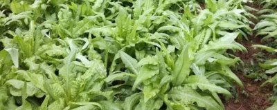 莴笋的种植方法,春季和秋季均可种植