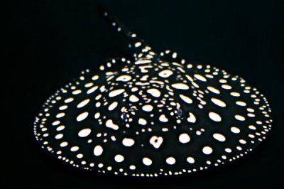 10公分的魟鱼一个月能长多少,一个月可以增长1-2公分左右