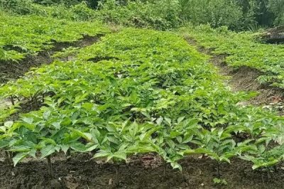 魔芋如何种植，用种芋播种是最常用