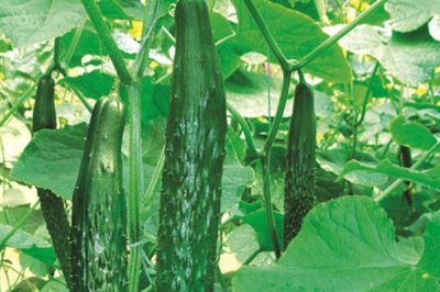 黄瓜霜霉病防治方法，首先要施足底肥