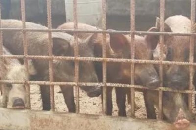 怎么避免野猪患上仔猪黄痢病，母猪临产前要对其注射相关疫苗