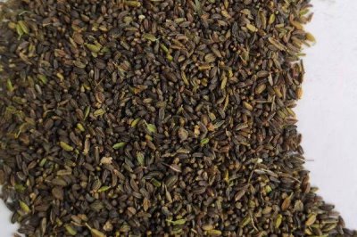 柴胡种子催芽技术，可药剂处理、激素处理或温汤浸种等