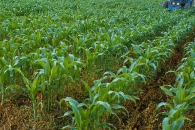 富民228玉米品种简介,4月下旬至5月上旬播种