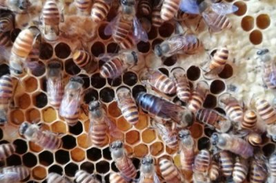 介王时蜂王可以关多久,可以关1-2天