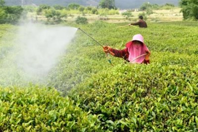 防治蚜虫用什么药，马拉硫磷、杀螟松、抗蚜威等药物均可起到灭杀效果