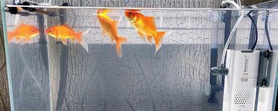 鱼缸开缸多久放鱼，新开缸一般三天就可以放鱼了