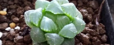 姬玉露闷养的方式，要防止阳光直接照射和浇水