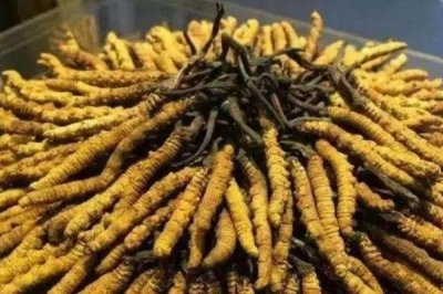 冬虫夏草的生长过程,它既不是植物也不是动物