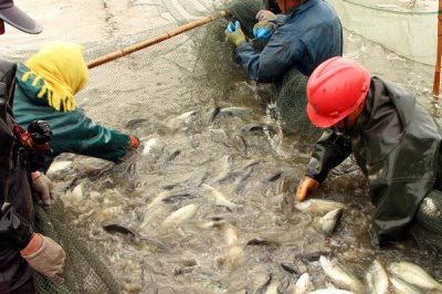 淡水鲈鱼如何养殖,需根据水色和透明度及时加注新水