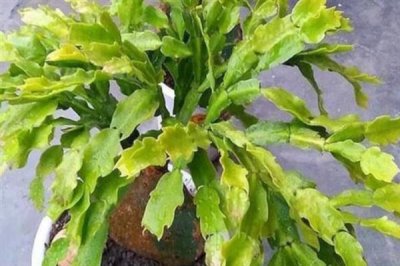 蟹爪兰叶子发黄的原因及处理方法，可能是浇水过多或阳光直射导致的