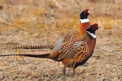 养殖什么比较赚钱，推荐南美白对虾、生蚝等