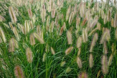 哪里可以买到狼尾草种子，建议实体店购买