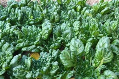 乌塌菜的种植方法,幼苗生长出6-7叶开始移栽