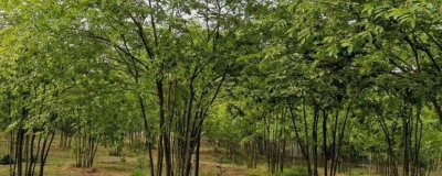 朴树常见的品种有哪些,均可作为绿化树种