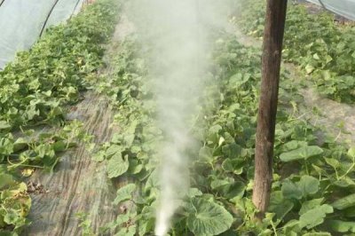 恶霉灵的作用,可提高作物生理活性且促进根的分蘖