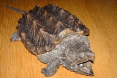 大鳄龟是不是深水龟，一般生活在深水水域