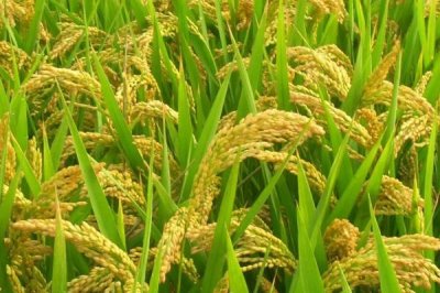 荃优1606产量和抗倒怎样，抗倒伏性较强且平均产量为660公斤/亩以上