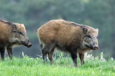 野猪呼吸道疾病的防治措施，发现病猪立刻隔离