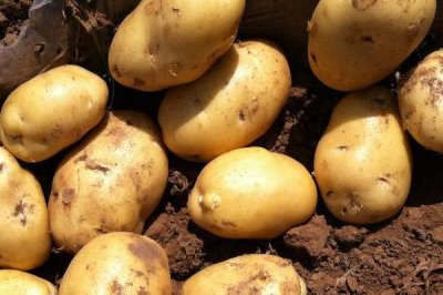 河南秋季何时适合种植土豆,一般为8-9月份