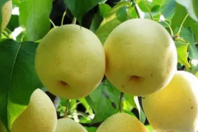 鸭梨的产地,为河北省古老地方品种