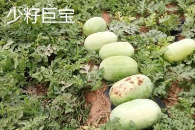 大型西瓜品种,这些品种最大可达40斤