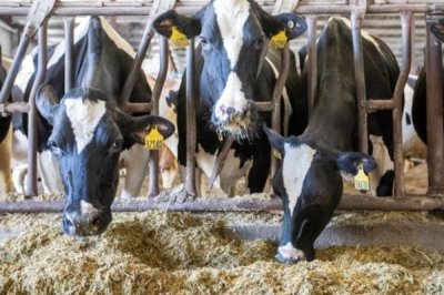 养牛如何节省饲料，可将草料进行加工或配合饲料