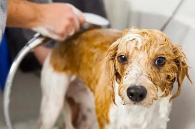 跳蚤的天敌,蜻蜓、蝾螈、鸟类等