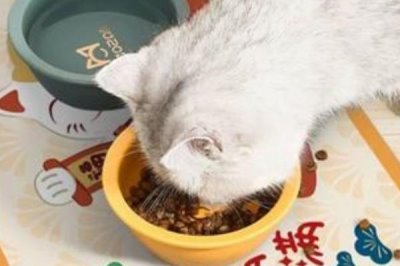 宠物低血糖应该怎么解决,首先要明白低血糖的原因再对症治疗