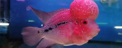 罗汉鱼起头的原因,是因为它们有起头的基因