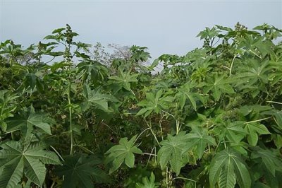 蓖麻的亩产量,平均产量为500-1000斤左右