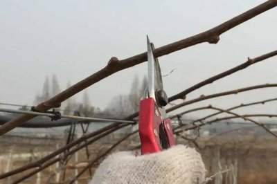 猕猴桃冬剪技术,首先做好徒长枝的修剪工作