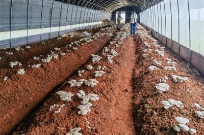 食用菌的种植市场,在我国市场需求大