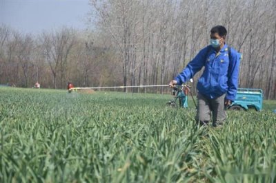 大蒜年前要打药吗，年前不需要打药