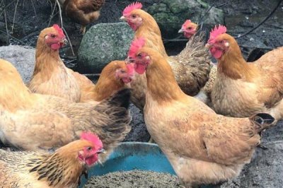 土鸡生的蛋是软皮蛋是怎么回事,缺乏钙、磷或维生素D导致