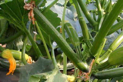 西葫芦畸形瓜怎么防治,调节温度可减少畸形瓜的数量