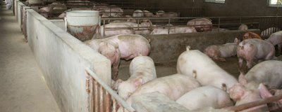 养猪降低成本的方法,及时去势可增加饲料的转化率