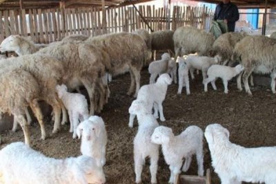 新手养羊要注意什么,分群饲养并做好免疫接种等工作