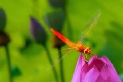 蜻蜓的寿命,蜻蜓成虫的寿命仅八个月左右
