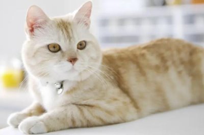 猫咪心肌肥大症,可能会导致猫咪猝死