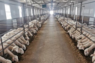 养殖什么比较赚钱，推荐南美白对虾、生蚝等