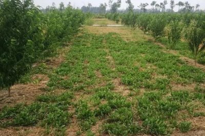 果园里能套种哪些药材,应根据树龄、树冠、无后期进行套栽