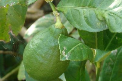 香橼果苗的价格,产地不同价格不同