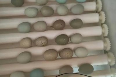 母鸡孵蛋的中途可以加蛋吗,是不能陆续的加入鸡蛋的