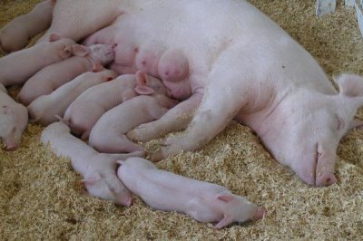 母猪不进食没精神而且不发烧如何处理,炎热天气可拌水饮用冬夏太保